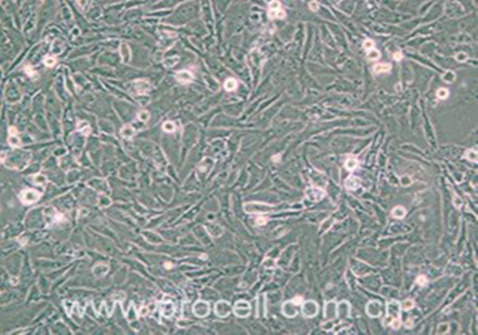 UMNSAH/DF-1發(fā)貨圖片 UMNSAH/DF-1發(fā)貨圖片
