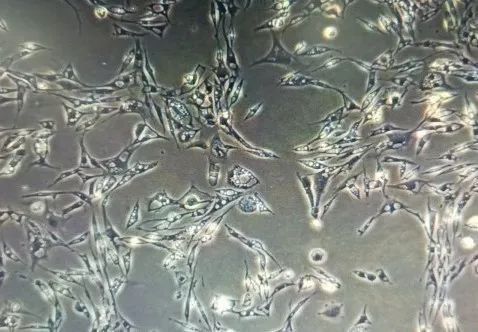 UMNSAH/DF-1收貨圖片 UMNSAH/DF-1收貨圖片