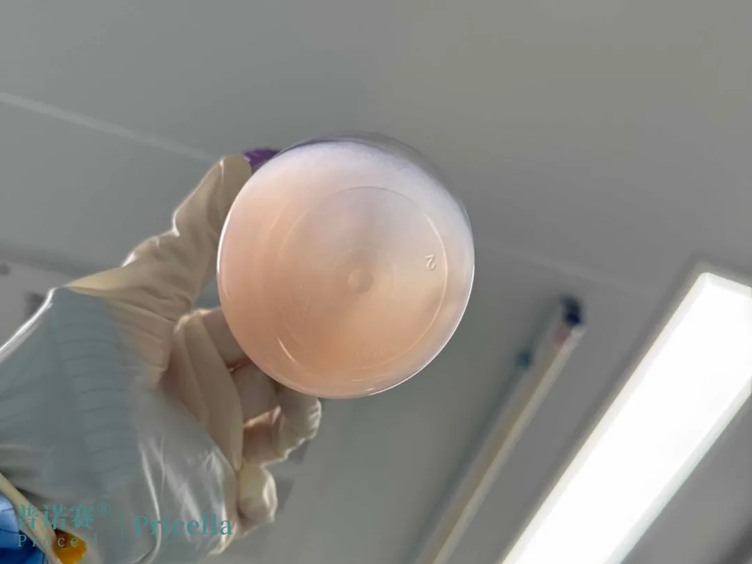 CHO-S細胞加入 抗細胞結(jié)團劑 CHO-S細胞加入 抗細胞結(jié)團劑