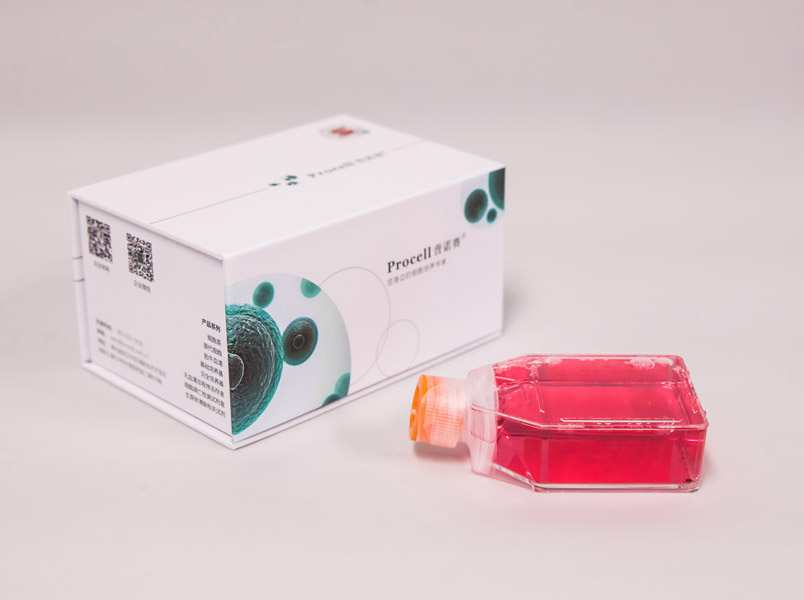 293T [HEK-293T](人胚腎細(xì)胞) (STR鑒定正確)