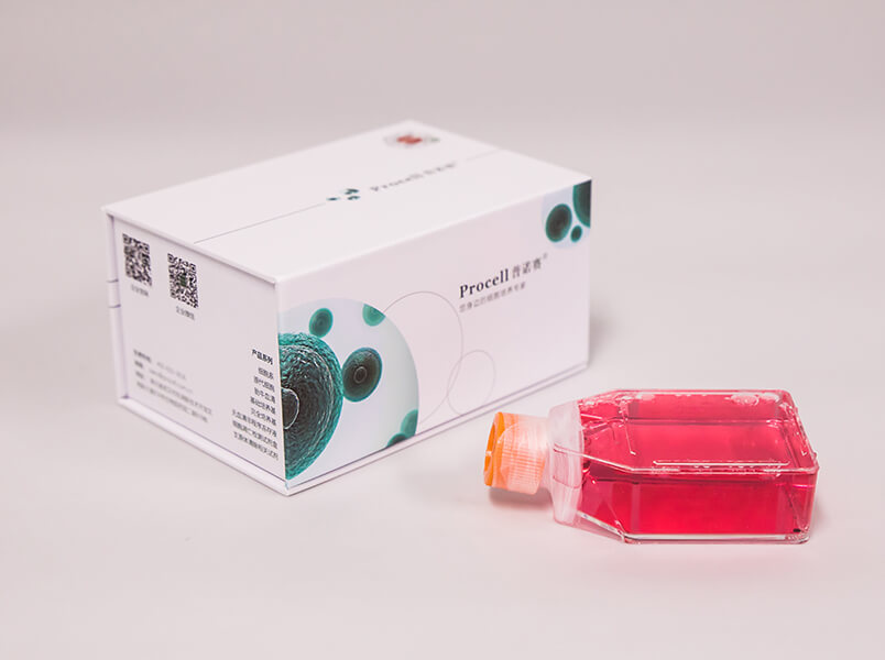 大鼠骨髓間充質(zhì)干細(xì)胞