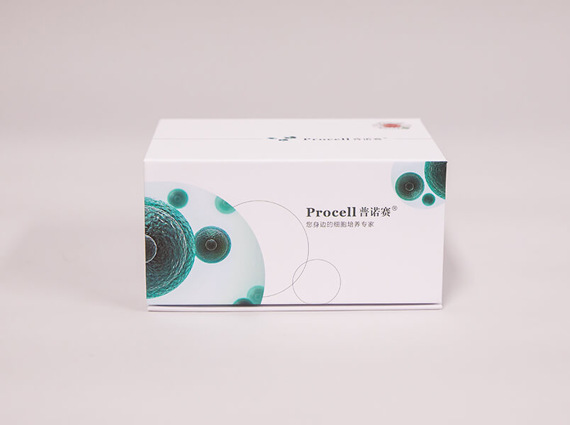 大鼠骨髓間充質(zhì)干細(xì)胞