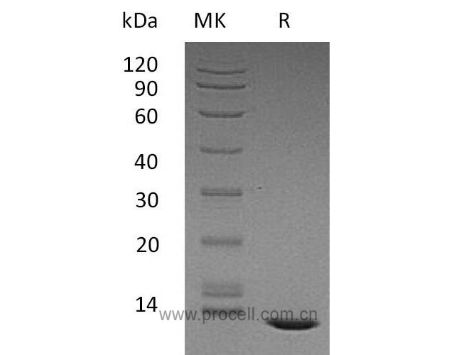 TGFβ2/ TGFB2, Human, Recombinant