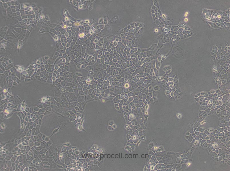 A-431 (人表皮癌細胞) (STR鑒定正確)