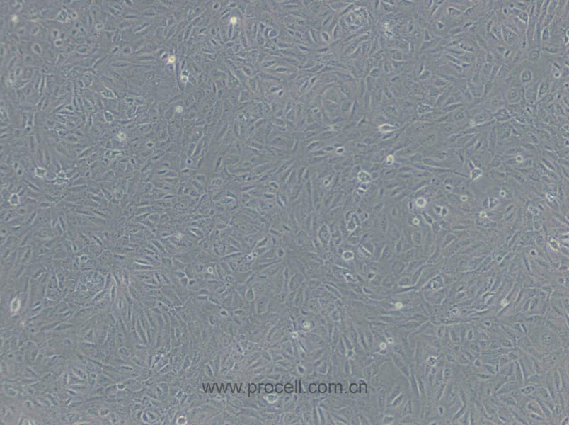 BRL 3A (大鼠肝細(xì)胞) (種屬鑒定正確)