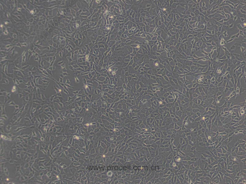 BRL (大鼠肝細(xì)胞) (種屬鑒定正確)