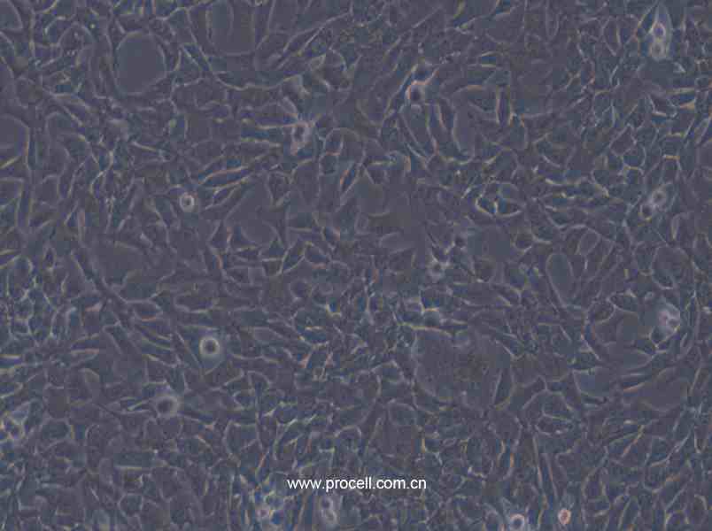 CHL (倉鼠肺細(xì)胞)(種屬鑒定正確)