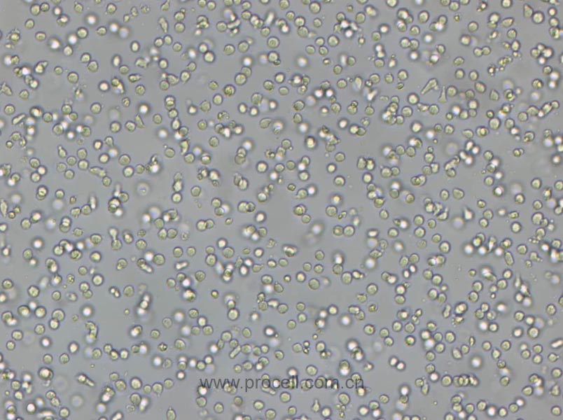 CoC1 (人卵巢癌細(xì)胞) (STR鑒定正確)(暫不出售)