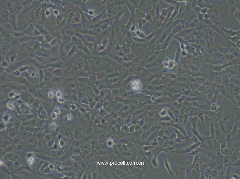 F81 (貓腎細(xì)胞) (種屬鑒定正確)