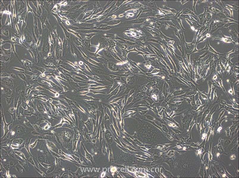 FRhK-4 (恒河猴胚腎細胞) (種屬鑒定正確)