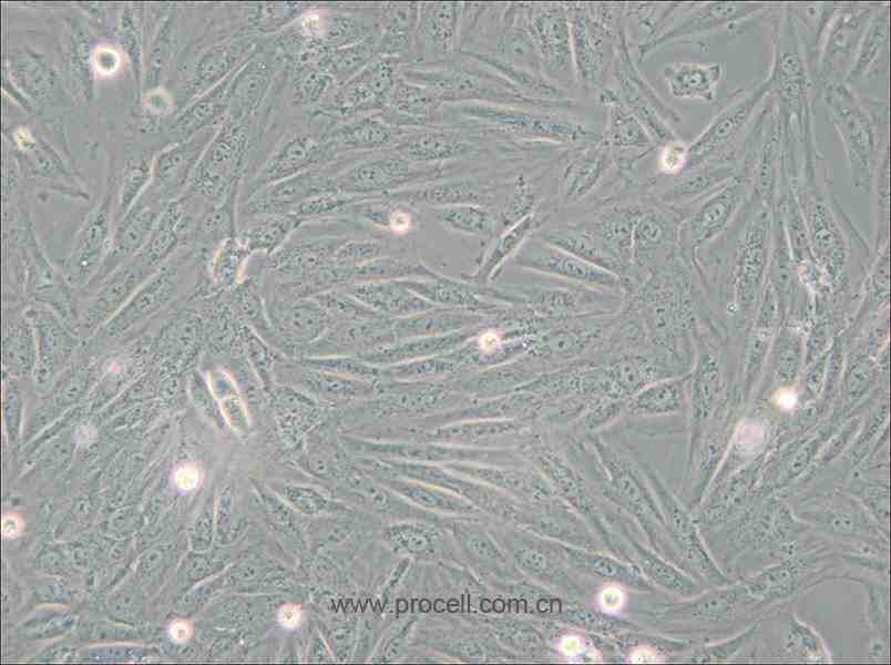 H9c2(2-1) (大鼠心肌細(xì)胞) (種屬鑒定正確)