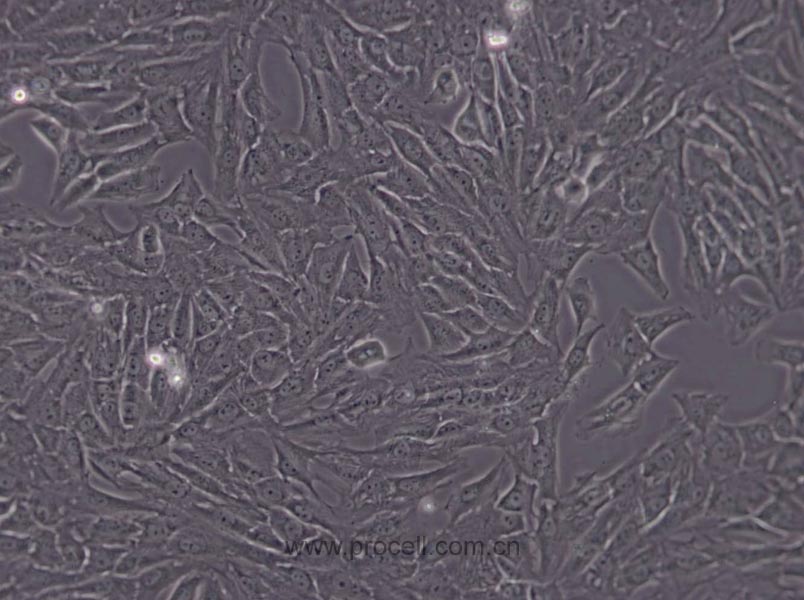 NRK (大鼠腎細(xì)胞) (種屬鑒定正確)