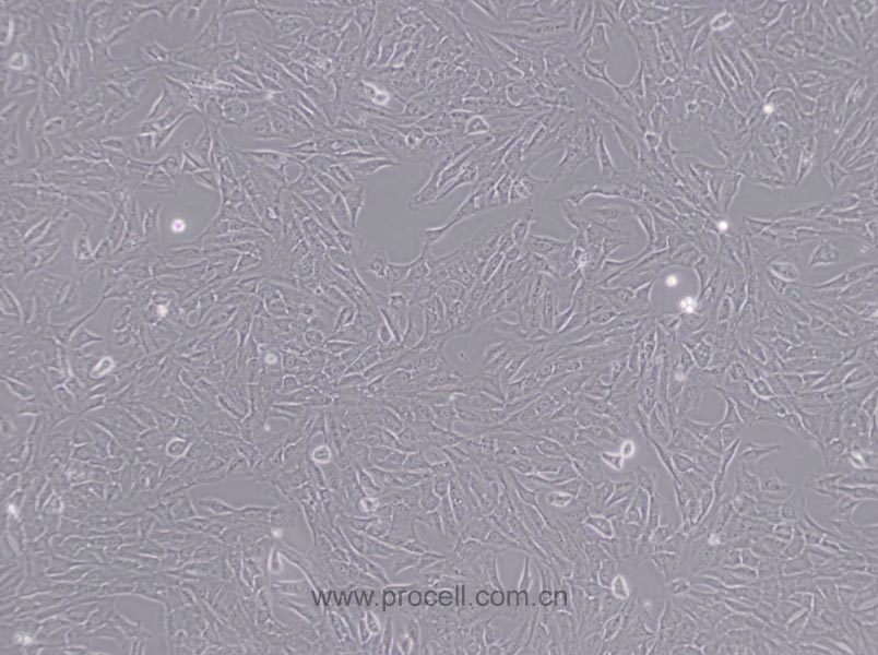 NRK (大鼠腎細胞) (種屬鑒定正確)