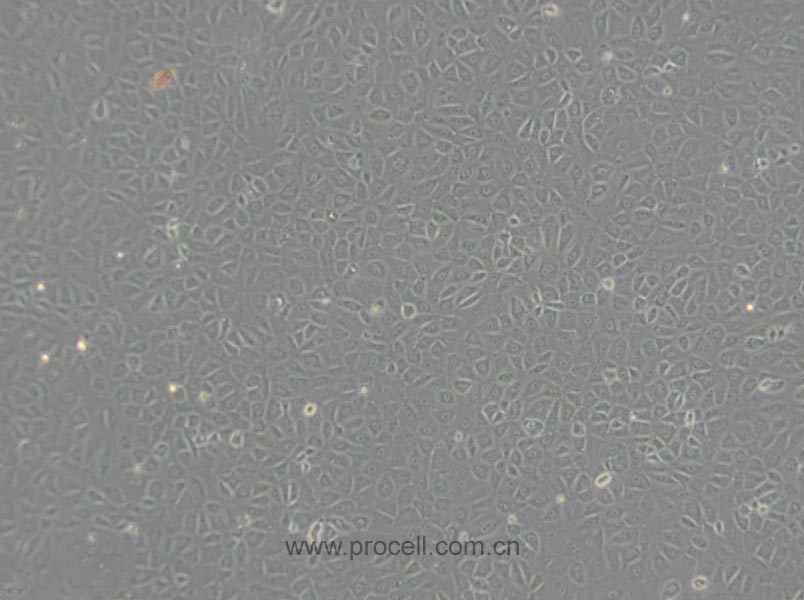 NRK-52E (大鼠腎細(xì)胞) (種屬鑒定正確)
