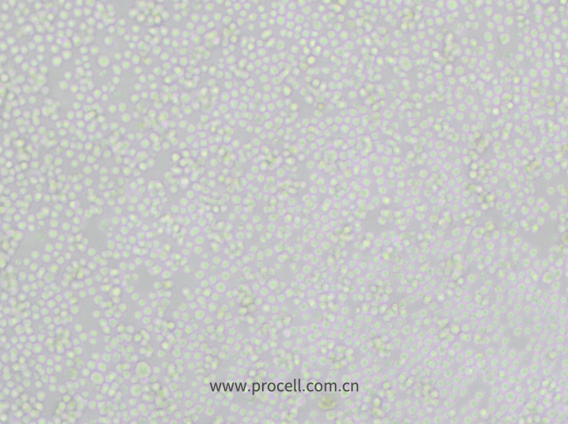 P388D1 (小鼠淋巴樣瘤細(xì)胞) (種屬鑒定正確)