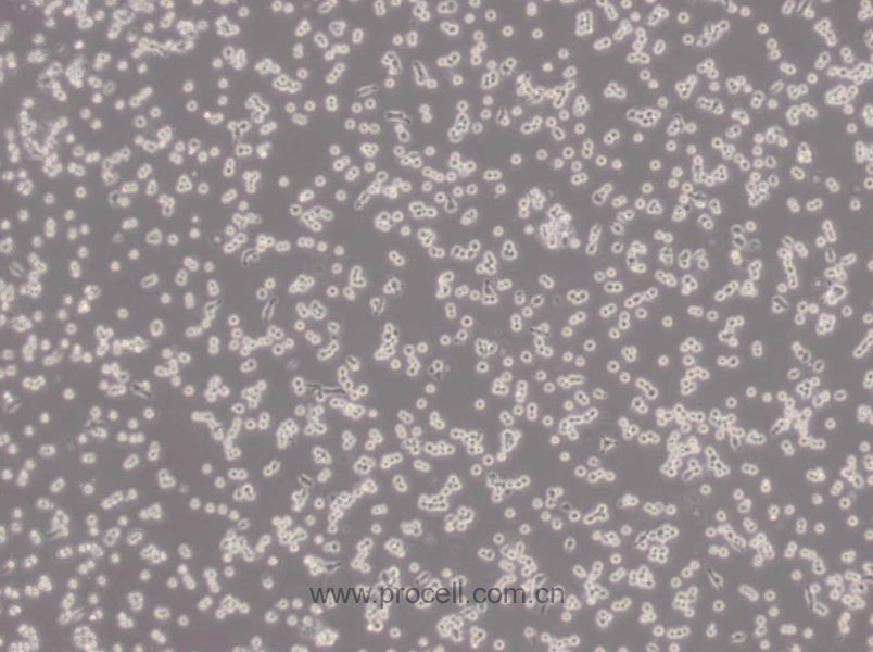 RAW 264.7 (小鼠單核巨噬細(xì)胞白血病細(xì)胞) (STR鑒定正確)