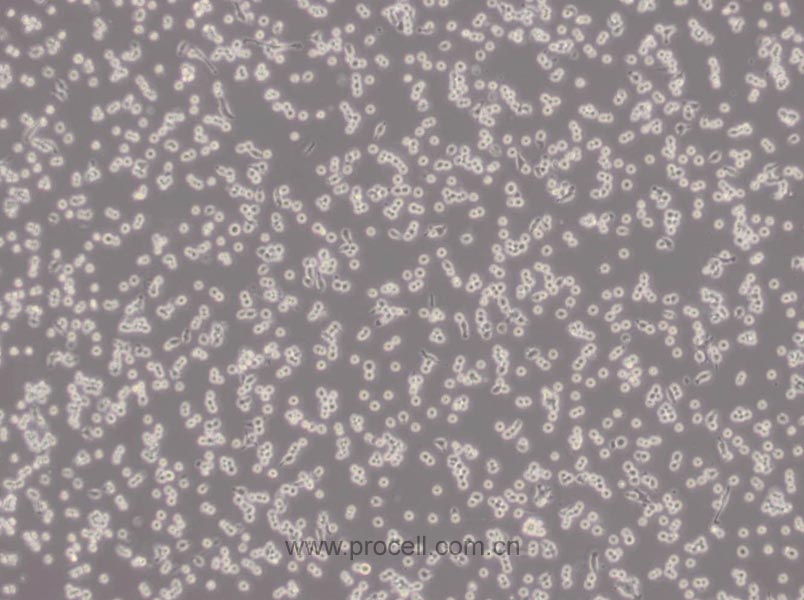 RAW 264.7 (小鼠單核巨噬細(xì)胞白血病細(xì)胞) (STR鑒定正確)