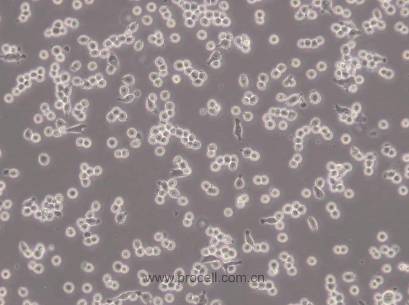 RAW 264.7 (小鼠單核巨噬細(xì)胞白血病細(xì)胞) (STR鑒定正確)