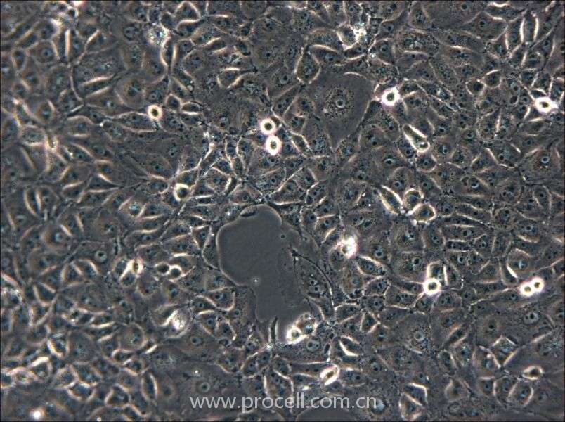 ST (豬睪丸細(xì)胞)(種屬鑒定正確)