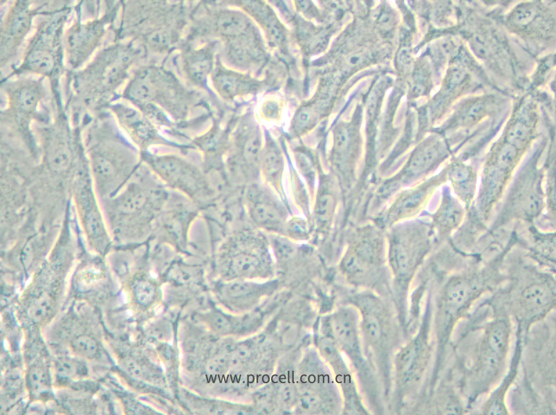 A-498 (人腎癌細(xì)胞) (STR鑒定正確)