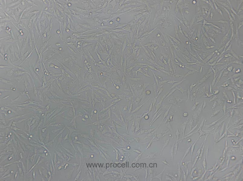 UMNSAH/DF-1 (雞胚成纖維細(xì)胞) (種屬鑒定正確)