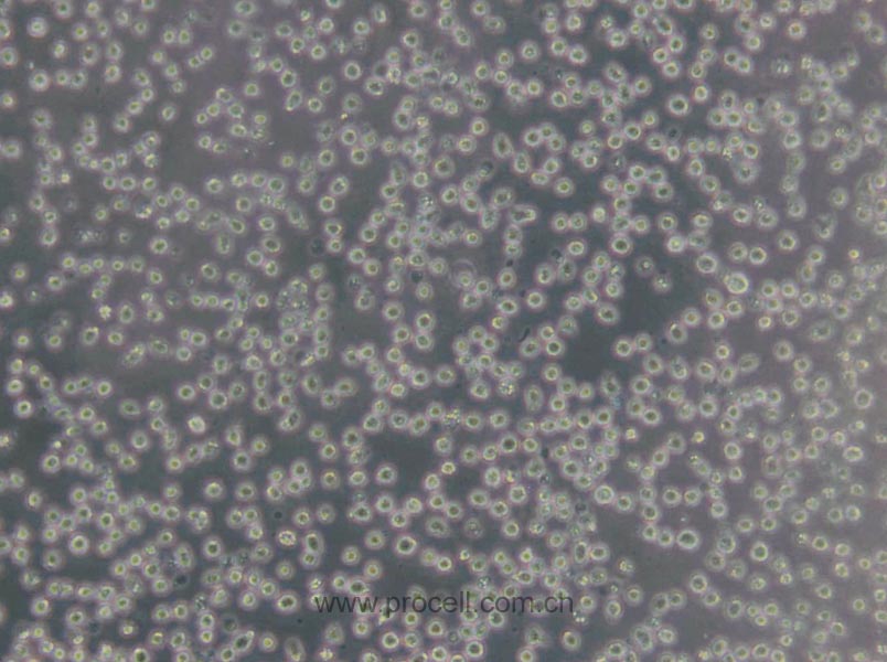 NFS-60 (小鼠髓性白血病淋巴細胞) (STR鑒定正確)