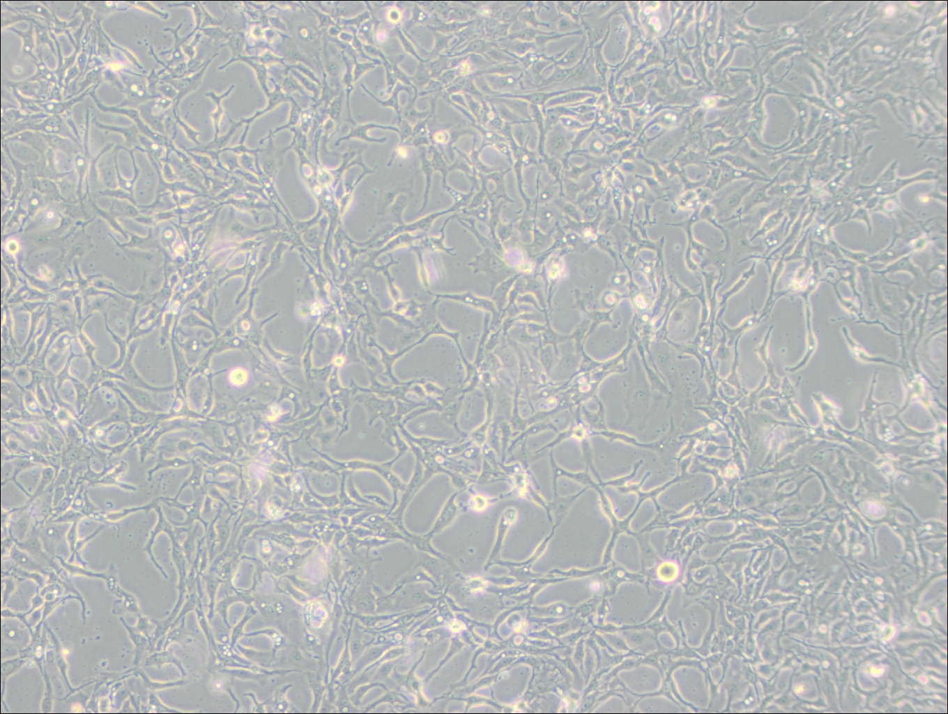 BT-20 (人乳腺癌細(xì)胞) (STR鑒定正確)