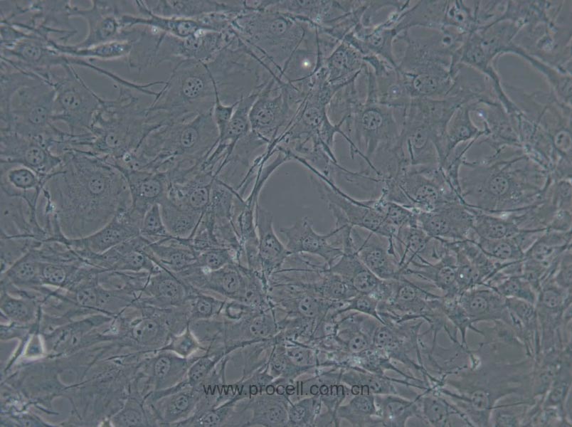 C3H/10T1/2, Clone 8 (小鼠胚胎成纖維細(xì)胞) (STR鑒定正確)