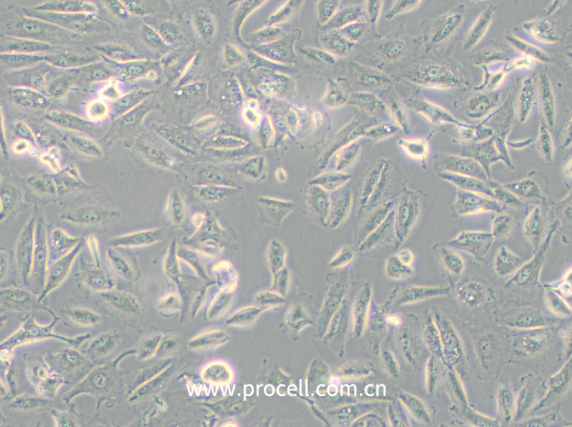 Caki-2 (人乳頭狀腎細胞癌細胞)(STR鑒定正確)