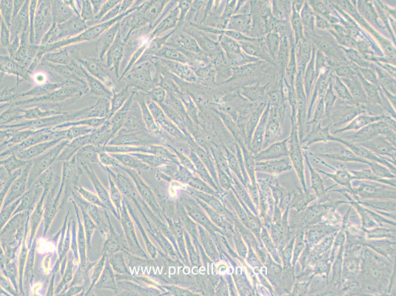 HS 683 (人腦膠質瘤細胞) (STR鑒定正確)