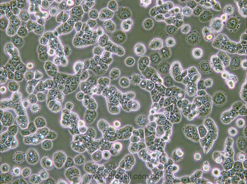 NCI-H2087 [H2087] (人非小細(xì)胞肺腺癌細(xì)胞) (STR鑒定正確)