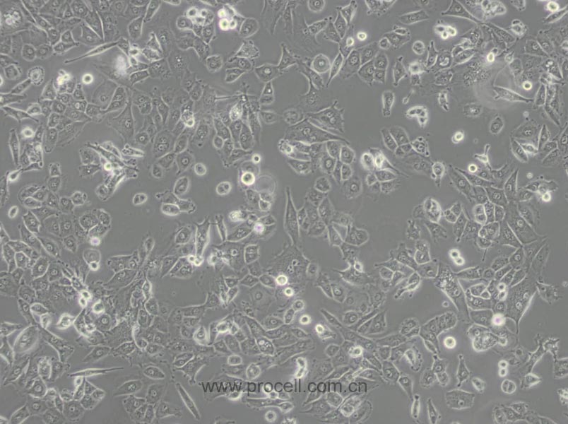 NCI-H226 [H226] (人肺鱗癌細胞) (STR鑒定正確)