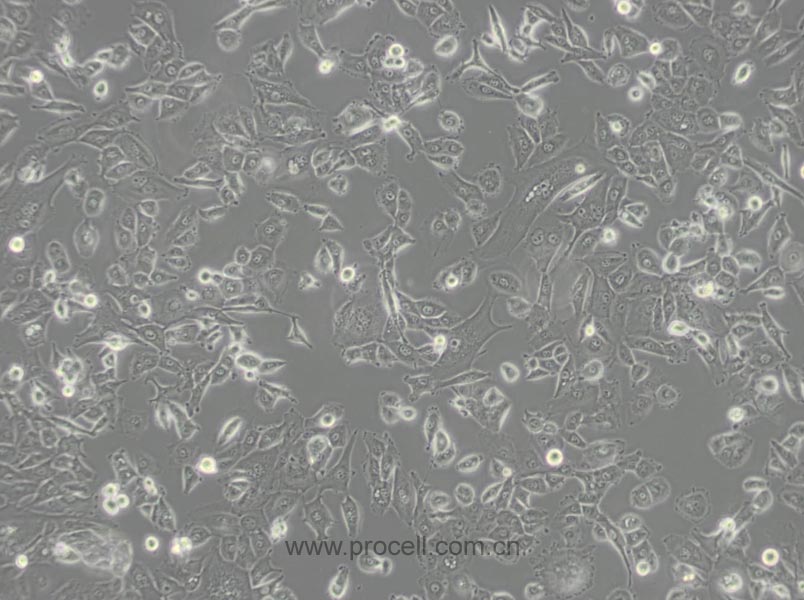 NCI-H226 [H226] (人肺鱗癌細胞) (STR鑒定正確)