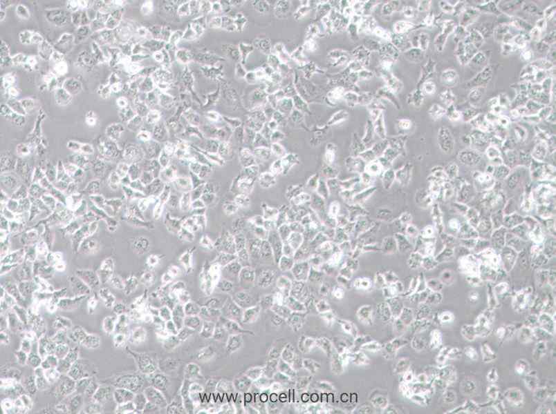 NCI-H23 (人非小細胞肺癌細胞) (STR鑒定正確)