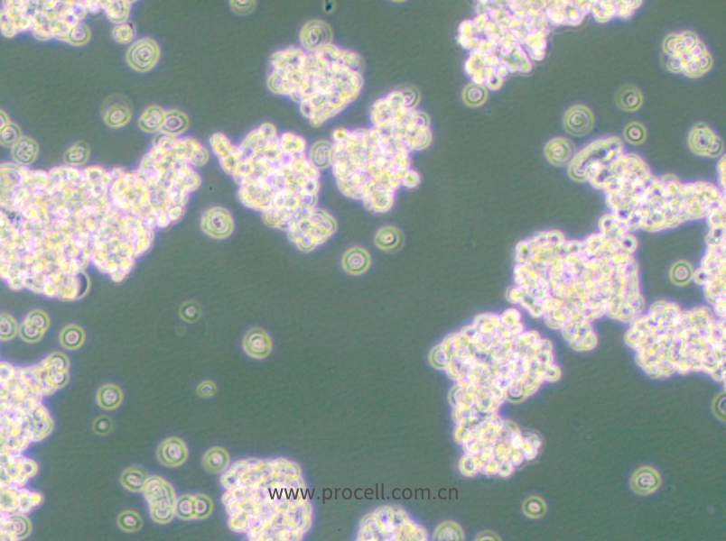 NCI-H524 (人小細胞肺癌細胞) (STR鑒定正確)