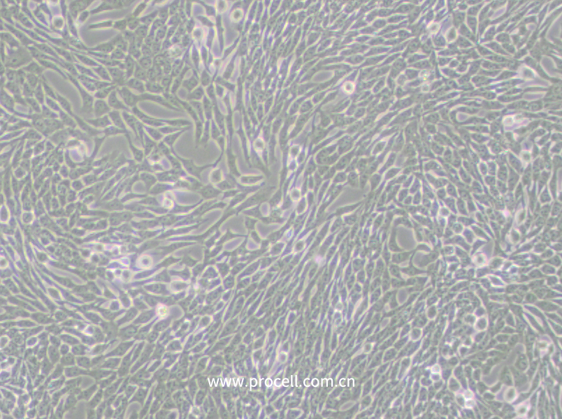 R 1610 (倉鼠肺細胞)(種屬鑒定正確)