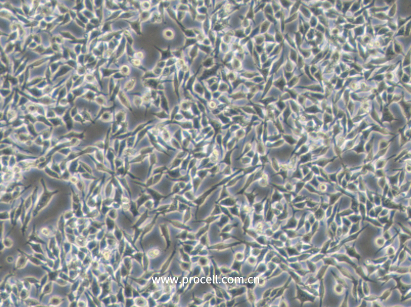RKO-AS45-1 (人結(jié)腸癌轉(zhuǎn)基因細胞) (STR鑒定正確)