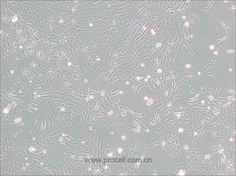 Pt K1 [NBL-3] (袋鼠腎細(xì)胞) (種屬鑒定正確)