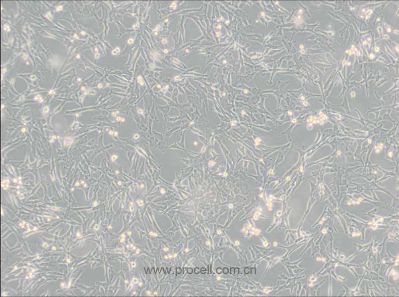 Super Tube (狗腎細胞)(種屬鑒定正確)