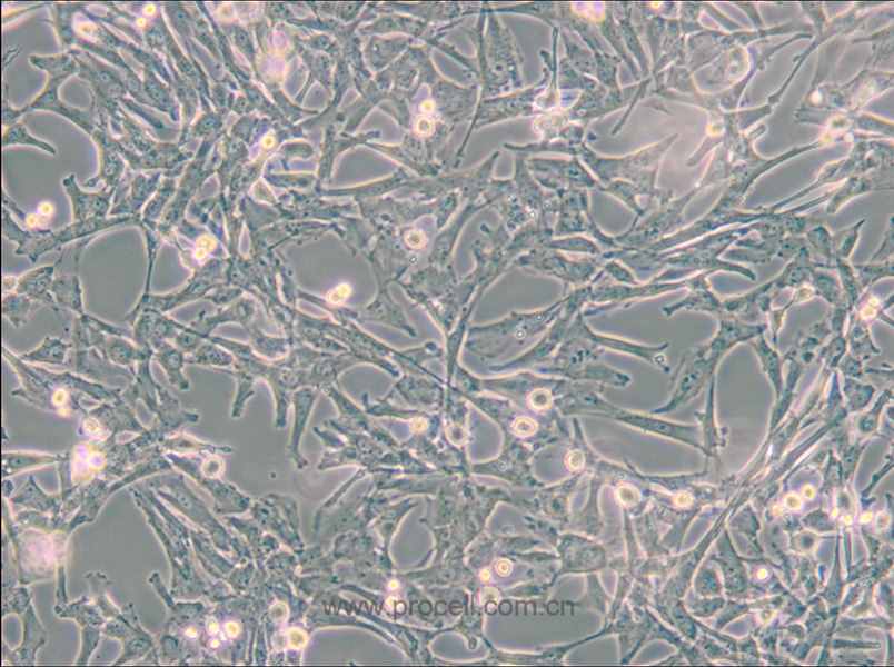 Super Tube (狗腎細胞)(種屬鑒定正確)