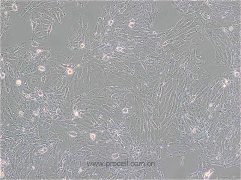 PED (豬內皮細胞)(種屬鑒定正確)
