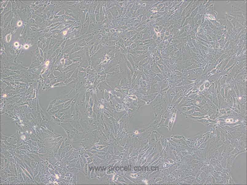 PED (豬內皮細胞)(種屬鑒定正確)