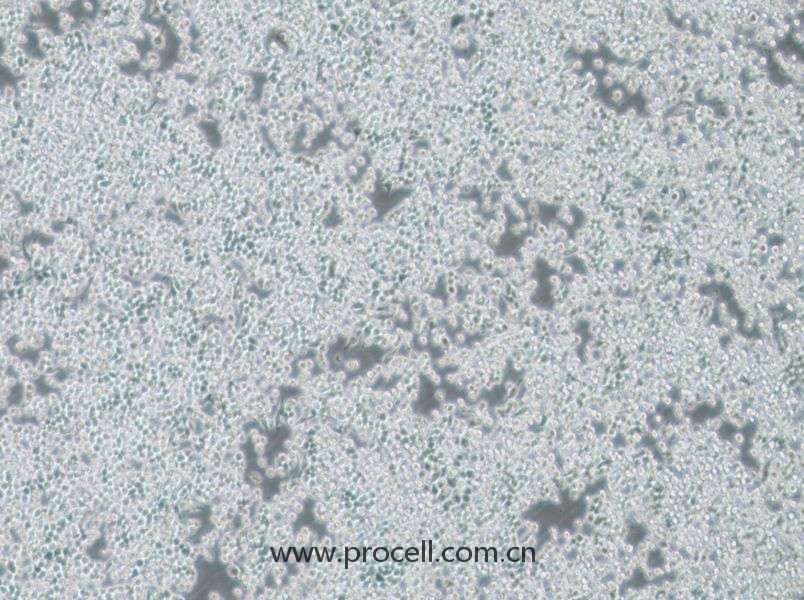 DC2.4 (小鼠骨髓來源樹突狀細(xì)胞) (STR鑒定正確)