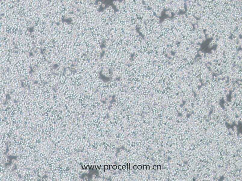 DC2.4 (小鼠骨髓來源樹突狀細(xì)胞) (STR鑒定正確)