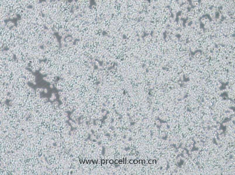 DC2.4 (小鼠骨髓來源樹突狀細(xì)胞) (STR鑒定正確)