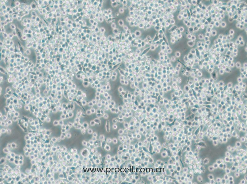 DC2.4 (小鼠骨髓來源樹突狀細(xì)胞) (STR鑒定正確)