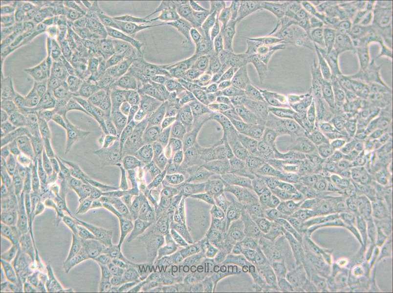 GC-1 spg (小鼠精原細胞) (種屬鑒定正確)