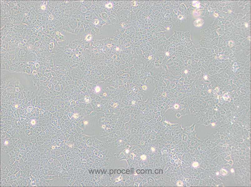 AML12 (小鼠正常肝細(xì)胞) (STR鑒定正確)