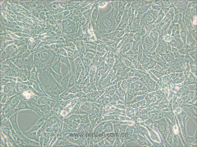 15P-1 (小鼠睪丸上皮細(xì)胞) (種屬鑒定正確)