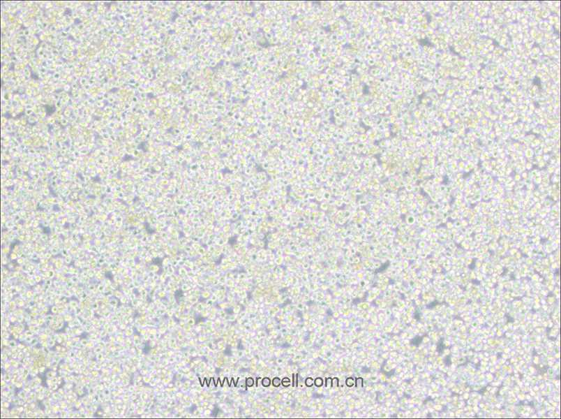 PC 61 5.3 [PC 61; PC 61.5.3] (雜交瘤細胞CD25)